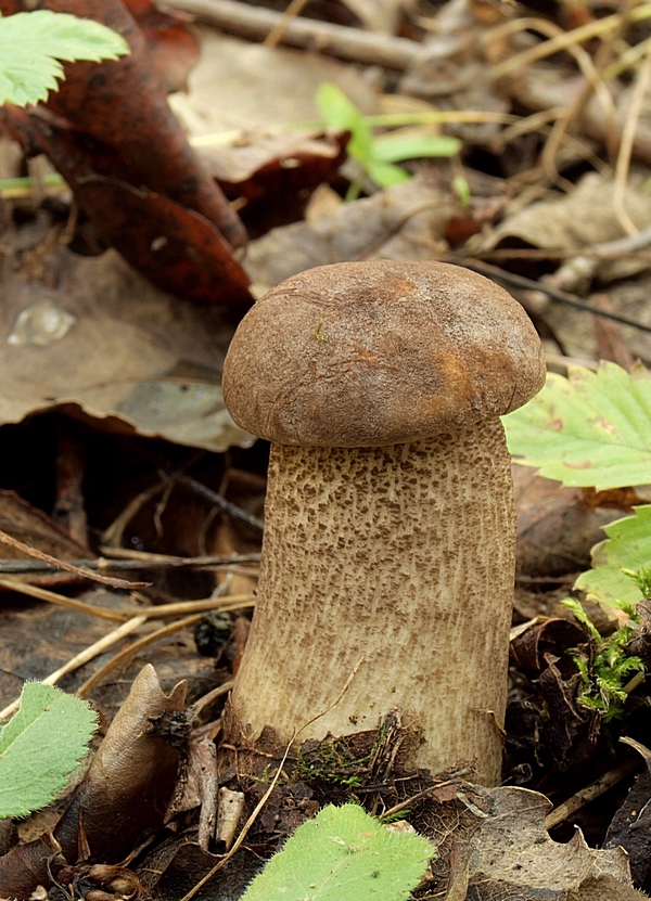 kozák topoľový Leccinum duriusculum (Schulzer ex Kalchbr.) Singer