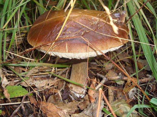 kozák brezový Leccinum scabrum (Bull.) Gray