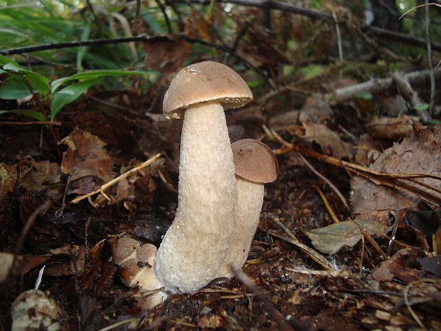 kozák brezový Leccinum scabrum (Bull.) Gray