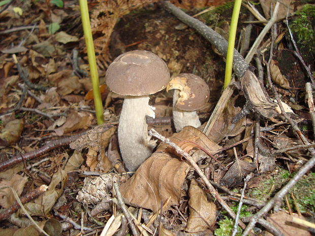 kozák brezový Leccinum scabrum (Bull.) Gray