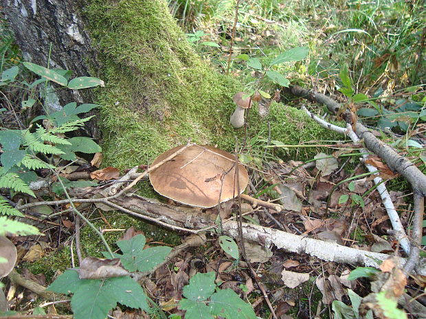 kozák brezový Leccinum scabrum (Bull.) Gray