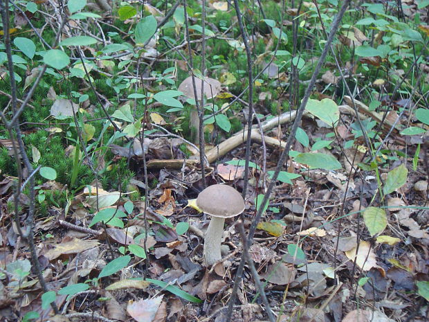 kozák brezový Leccinum scabrum (Bull.) Gray