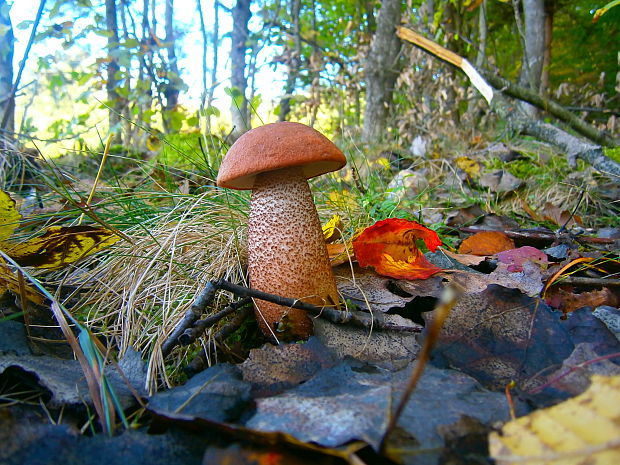 kozák dubový Leccinum scabrum (Bull.) Gray