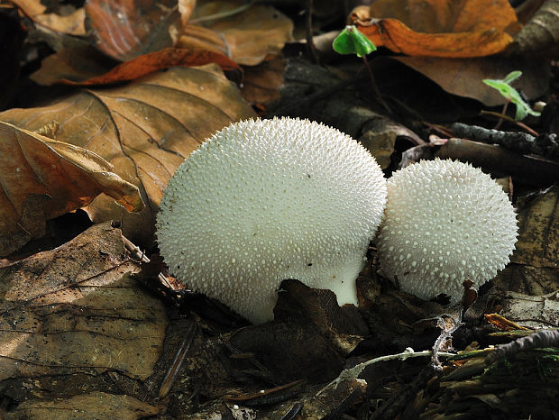 prášnica bradavičnatá Lycoperdon perlatum Pers.