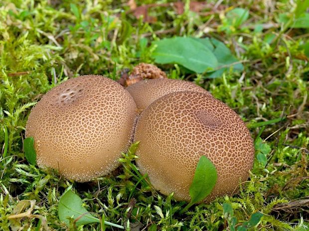 prášnica Lycoperdon sp.