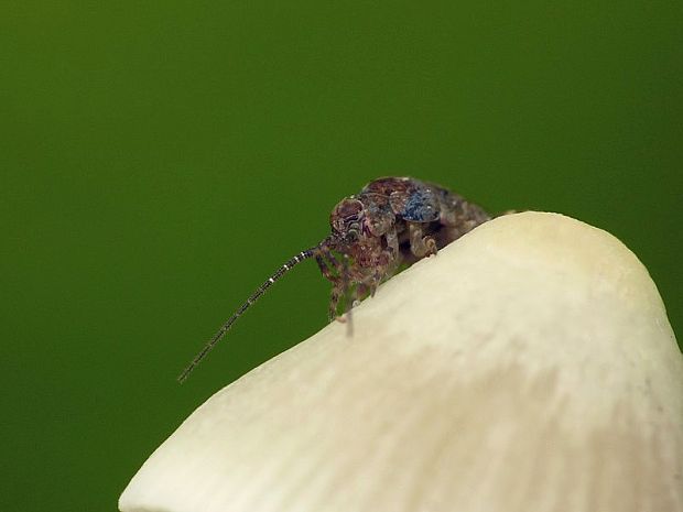 chvostnatka Microcoryphia sp.