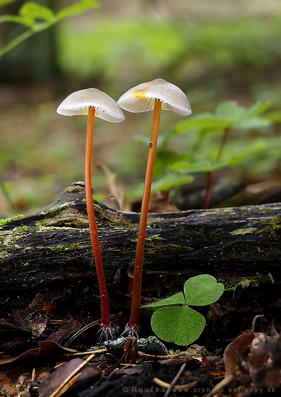 prilbička šafranová Mycena crocata (Schrad.) P. Kumm.