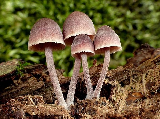 prilbička krvavomliečna Mycena haematopus (Pers.) P. Kumm.