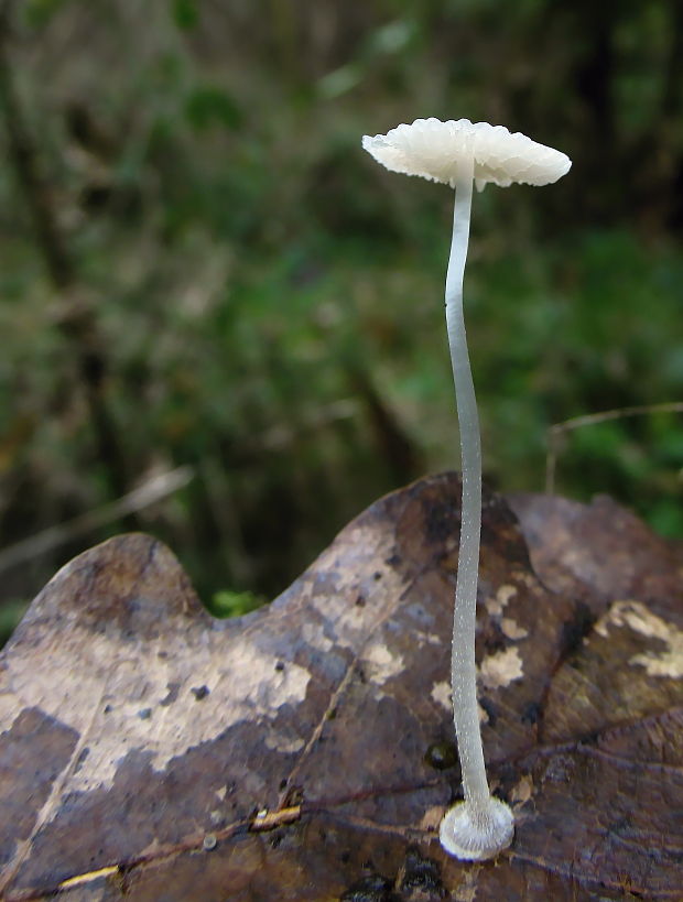 prilbička diskovitá Mycena stylobates (Pers.) P. Kumm.