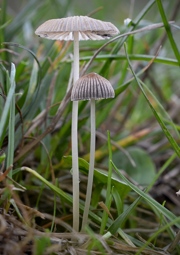 hnojník ozdobný Parasola plicatilis (Curtis) Redhead, Vilgalys & Hopple