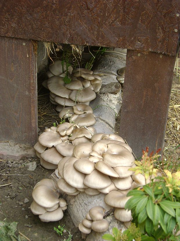 hliva ustricovitá Pleurotus ostreatus (Jacq.) P. Kumm.