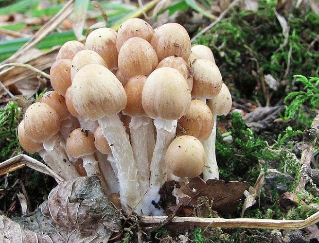 drobuľka Psathyrella sp.