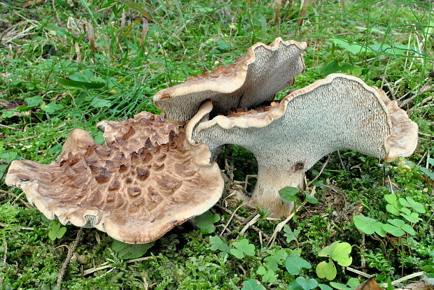 jelenkovec škridlicovitý Sarcodon imbricatus (L.) P. Karst.