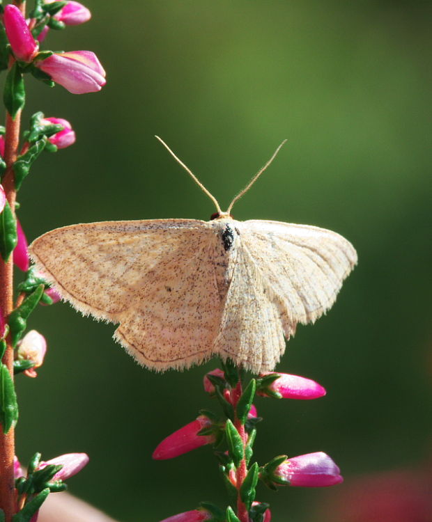 piadica pruhovaná Scopula virgulata