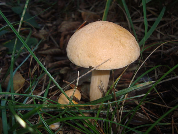 masliak kravský Suillus bovinus (Pers.) Roussel