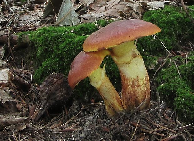 masliak smrekovcový Suillus grevillei (Klotzsch) Singer