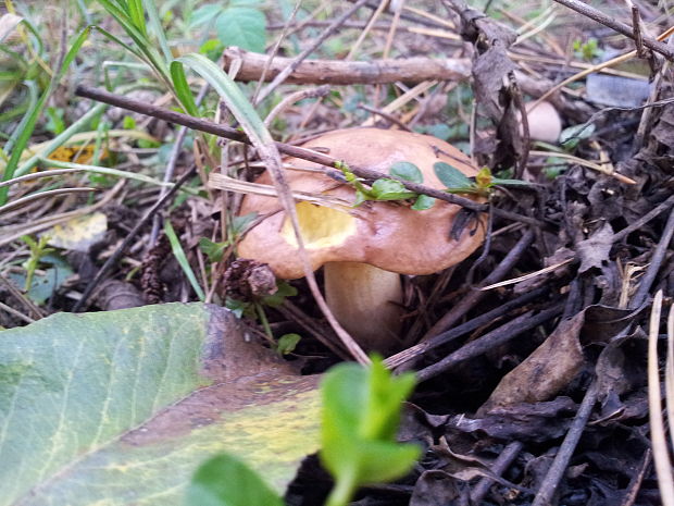 suchohríb červenohnedý Xerocomus ferrugineus (Kuntze) Singer