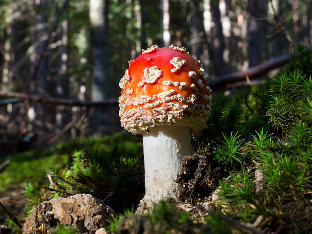 muchotrávka červená Amanita muscaria (L.) Lam.