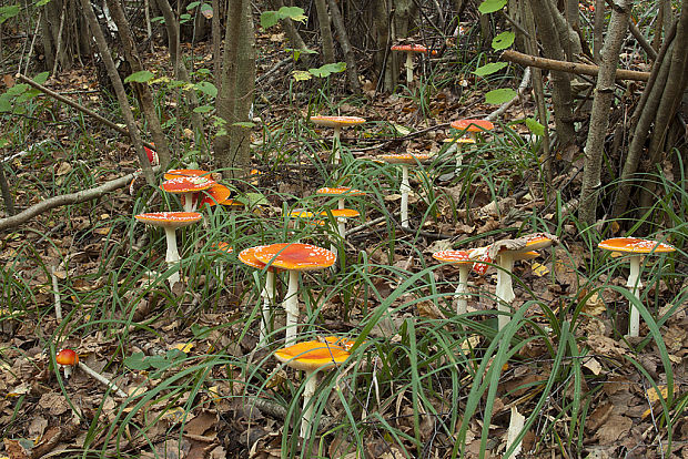 muchotrávka červená Amanita muscaria (L.) Lam.