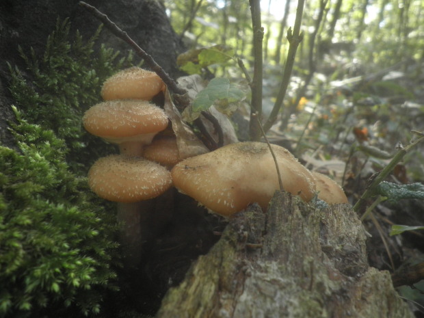 podpňovka obyčajná Armillaria mellea (Vahl) P. Kumm.