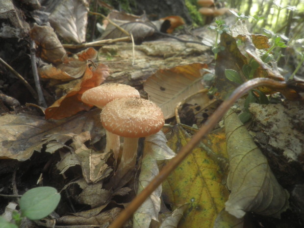 podpňovka obyčajná Armillaria mellea (Vahl) P. Kumm.