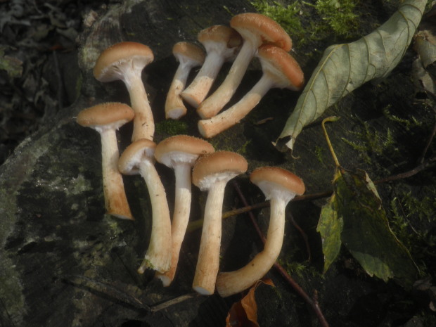 podpňovka obyčajná Armillaria mellea (Vahl) P. Kumm.