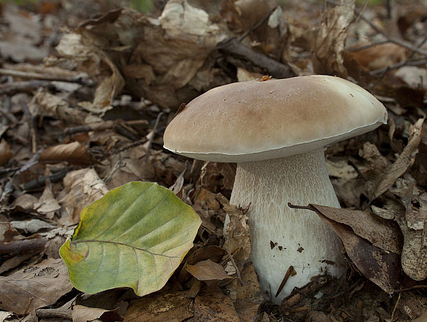 hríb smrekový Boletus edulis Bull.