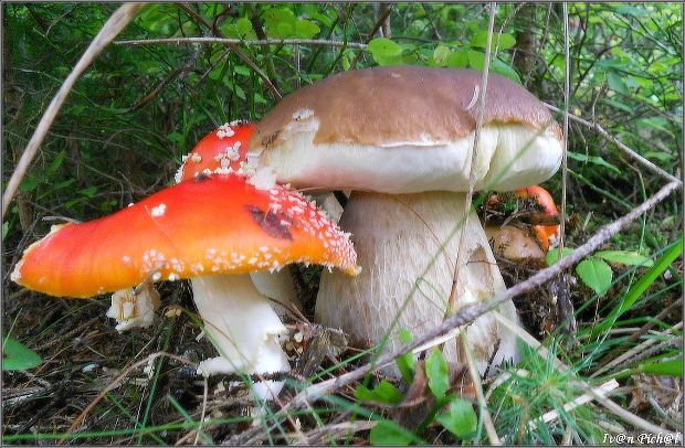 hríb smrekový Boletus edulis Bull.