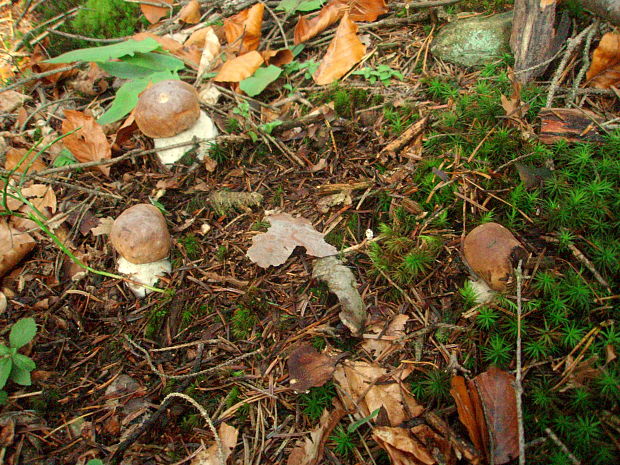 hríb smrekový Boletus edulis Bull.