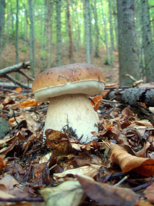 hríb smrekový Boletus edulis Bull.