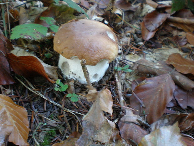 hríb smrekový Boletus edulis Bull.