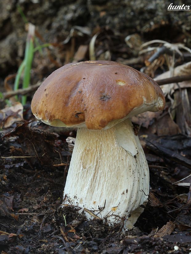 hríb smrekový Boletus edulis Bull.