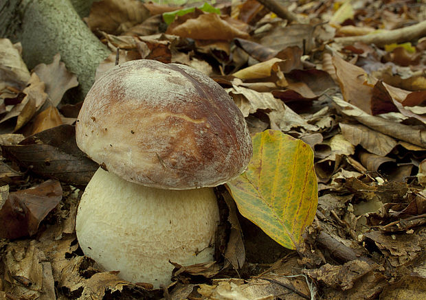 hríb sosnový Boletus pinophilus Pil. et Dermek in Pil.