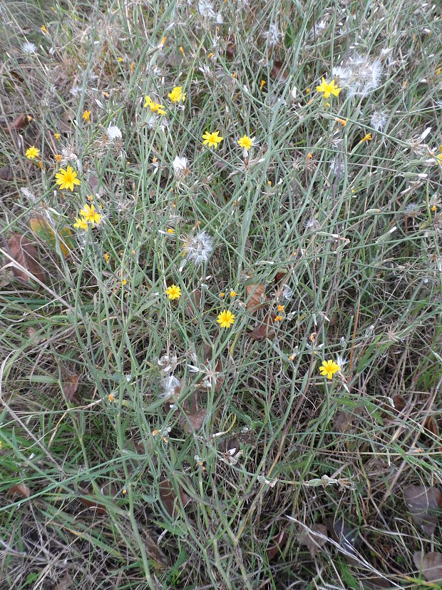 chondrila prútnatá Chondrilla juncea L.