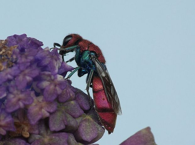 blyskavka Chrysis sp.