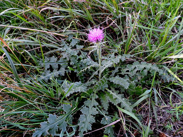 pichliač bezbyľový Cirsium acaule Scop.