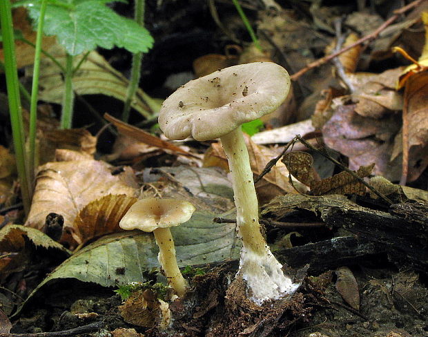 strmuľka Clitocybe sp.