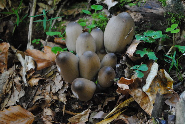 hnojník statný Coprinopsis acuminata (Romagn.) Redhead, Vilgalys & Moncalvo