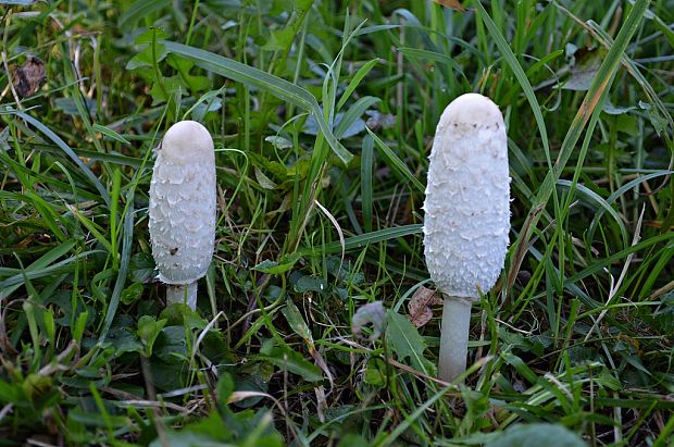 hnojník obyčajný Coprinus comatus (O.F. Müll.) Pers.