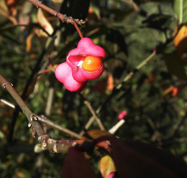 bršlen európsky Euonymus europaeus L.