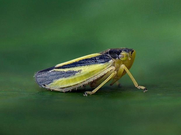 cikádka žltočierna Evacanthus interruptus Linnaeus, 1758