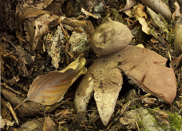 hviezdovka Geastrum sp.