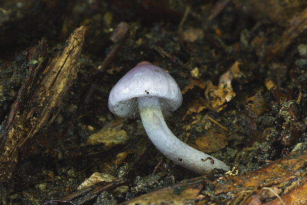 vláknica hlinovolupeňová Inocybe geophylla P. Kumm.