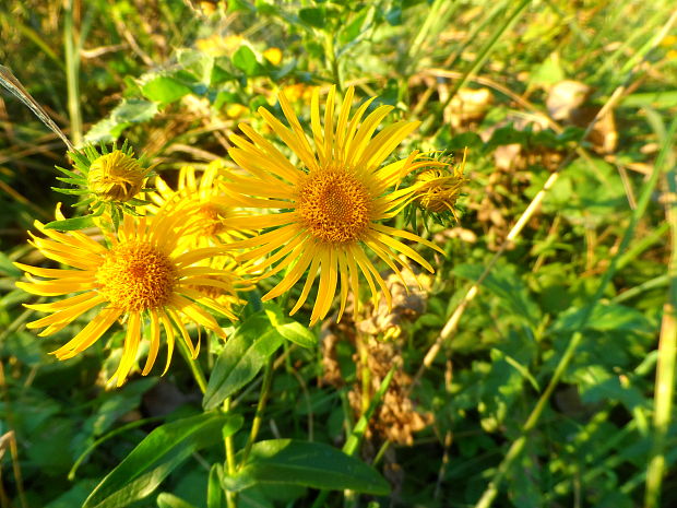 oman vŕbolistý Inula salicina L.