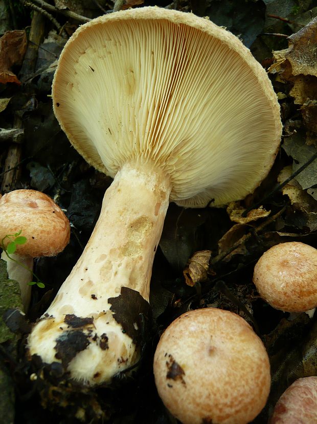 rýdzik kravský Lactarius torminosus (Schaeff.) Gray