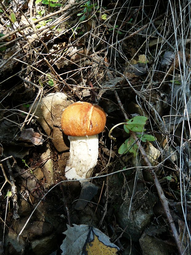 kozák osikový Leccinum albostipitatum den Bakker & Noordel.