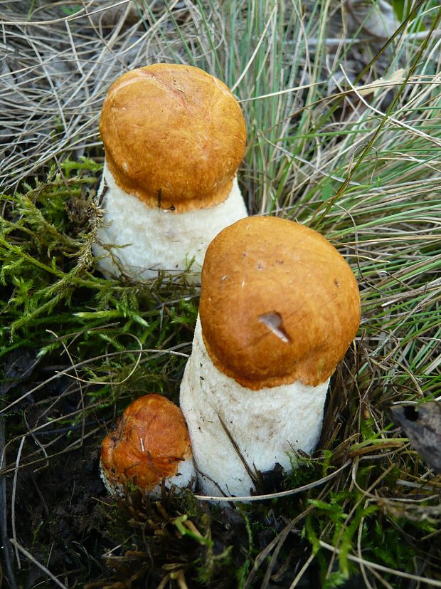 kozák osikový Leccinum albostipitatum den Bakker & Noordel.