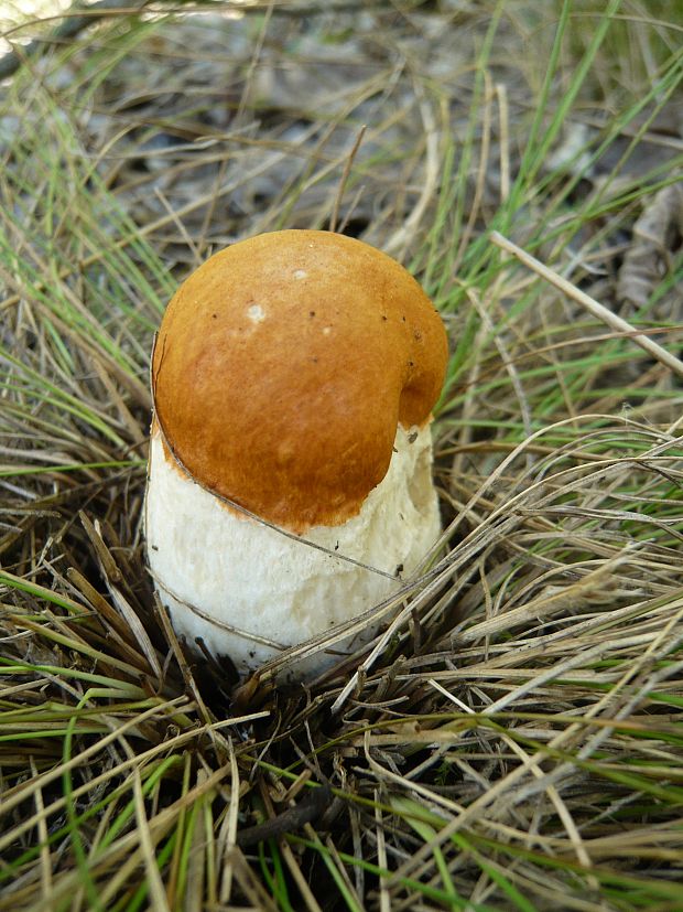 kozák osikový Leccinum albostipitatum den Bakker & Noordel.