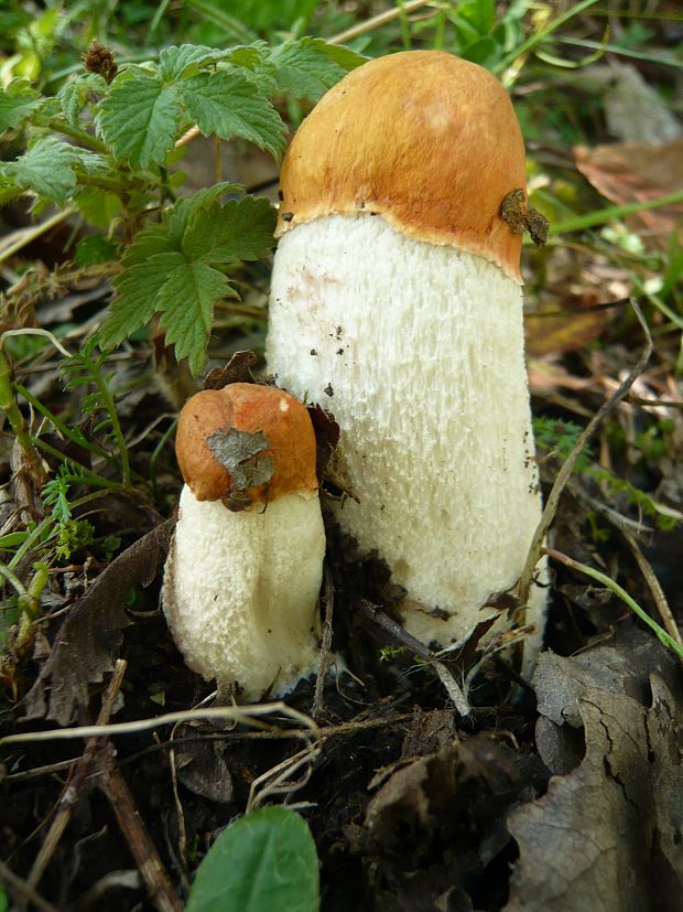 kozák osikový Leccinum albostipitatum den Bakker & Noordel.