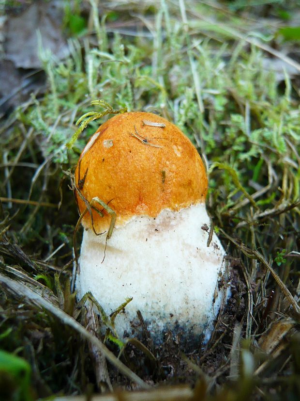 kozák osikový Leccinum albostipitatum den Bakker & Noordel.